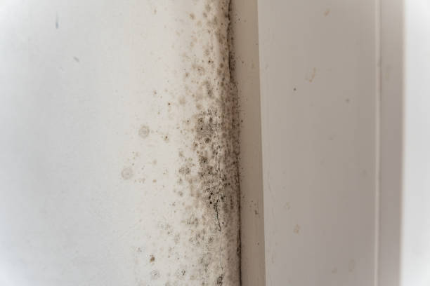 Best Mold Prevention Services  in Kohler, WI